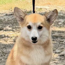 Daisy - Pembroke Welsh Corgi