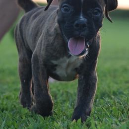 Dallas - Brindle male Boxer puppy in Humboldt, Nebraska from Keims Royal Boxers