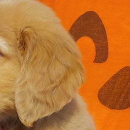 Golden Retrievers from Abbeys Golden Retriever Puppies