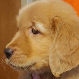 Golden Retrievers from Abbeys Golden Retriever Puppies