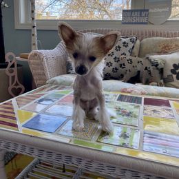 Chinese Crested Puppies from Colliwood Chinese Cresteds