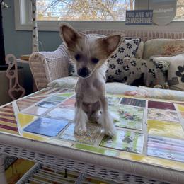 Chinese Crested Puppies from Colliwood Chinese Cresteds