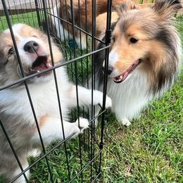 Shetland Sheepdog Puppies from Cheri Spangler's Shetland Sheepdogs