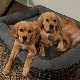 Cavapoos, Companion Crosses, Goldendoodles, and Golden Retrievers from SoléLuna Golden Retrievers