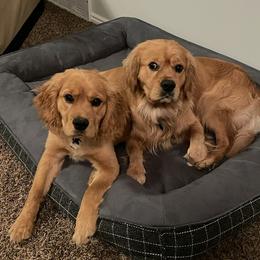 Cavapoos, Companion Crosses, Goldendoodles, and Golden Retrievers from SoléLuna Golden Retrievers