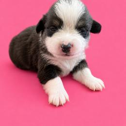 Missy - White and black female Pembroke Welsh Corgi puppy in Ramona, Oklahoma from Eden Farms Corgis