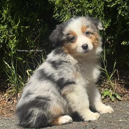Credit- blue Merle female 3 - Blue merle female Australian Shepherd puppy in Chehalis, Washington from Wandering Acres Ranch
