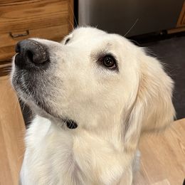 Holly - Golden Retriever