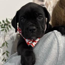 Athena (Chip) - Black female Cane Corso puppy in Utah from 3Lake Kennelz