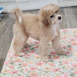 Taylor - Cream female Goldendoodle puppy in Saint Cloud, Florida from Rising Star Kennels
