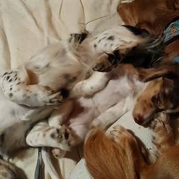 Dachshunds from Write Breed Doxies
