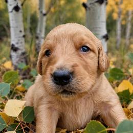 Aspen - Dark golden female Golden Retriever puppy in Wendell, Minnesota from Floden Farm Golden Retrievers