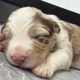 Peyton - Red merle female Australian Shepherd puppy in Sudbury, Massachusetts from Wild Atlantic  Aussies