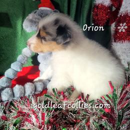 Orion - White merle male Collie puppy in Mattoon, Illinois from Gold Leaf Collies