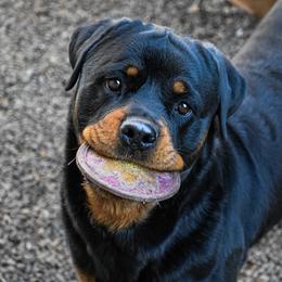 Rottweiler All Grown Up from BelovedK9 Rottweilers