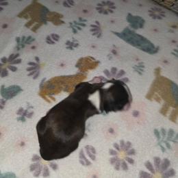 Shihpoo and Shih Tzu Puppies from Gemstone Puppies