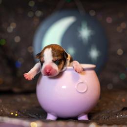 Border Collie, Papillon, Sporty Mix, and Whippet Puppies from Old Hemp Border Collies / Open Horizon Sport Dogs