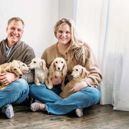 Dachshund Puppies from English Cream Dachshunds