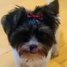 Amal - Black tan and white female Biewer Terrier puppy in North Carolina from Biewers By the Sea