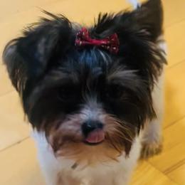 Amal - Black tan and white female Biewer Terrier puppy in North Carolina from Biewers By the Sea