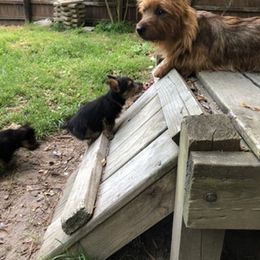 Australian Terrier Puppies from Firewalker Australian Terriers