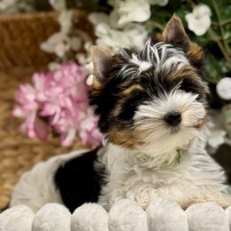 Light Green 3300 - Black tan and white female Biewer Terrier puppy in Ambrose, Georgia from Southern Star Biewer Terriers