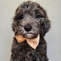 Tom Ford - Merle male Goldendoodle puppy in Pine Grove, California from Lundee Doodles