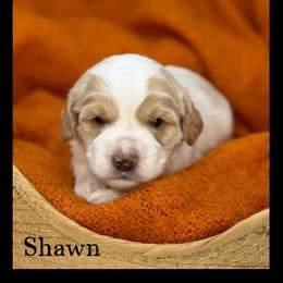 Shawn - Apricot male Australian Labradoodle puppy in Gladstone, Oregon from Beaver State Labradoodles