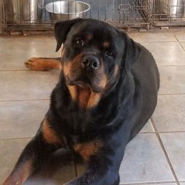 Gregor - Rottweiler