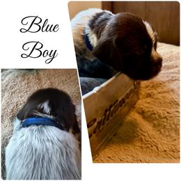Summit - Brown and gray male Wirehaired Pointing Griffon puppy in California from Rocking S Griffons