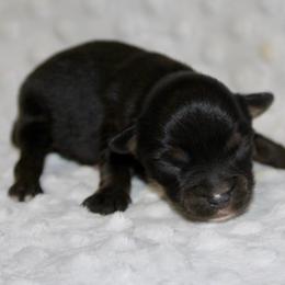 BT - Black tri male Miniature Australian Shepherd puppy in Paris, Texas from Kuttin’ Up Mini Aussies