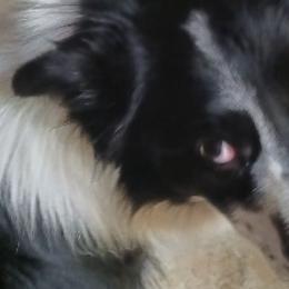 Border Collies from Wall's Border Collies
