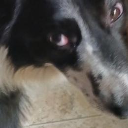 Border Collies from Wall's Border Collies