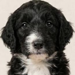 LULU - Black and white female Sheepadoodle puppy in Buffalo, Minnesota from Fur-ever Doodles