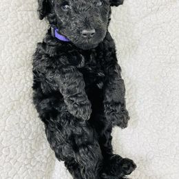 Poodle Puppies from Agape Standard Poodles