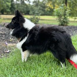 Tori - Shetland Sheepdog