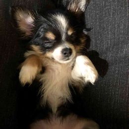 Chihuahuas from Iva's Chihuahuas