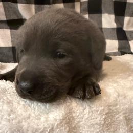 Arlo- Blue - Charcoal male Dilute Retriever puppy in Marion, Illinois from Summer Lovin’ Labradors of Southern Illinois