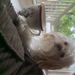 Shih Tzu Puppies from Sugar Paws Heavenly Shih Tzu’s