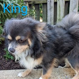 Lil King - Chihuahua