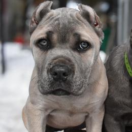 Cane Corso Puppies from Willow Creek Cane Corsos