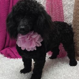 Shadow - Poodle