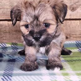Anne - Brown female Lhasa Apso puppy in Jefferson, New York from Absolute Lhasa Love