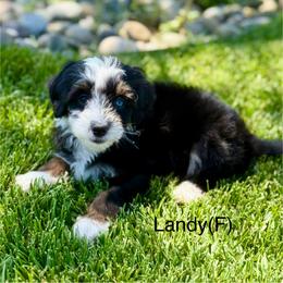 Landy - female Australian Mountain Doodle puppy in Sterling, Colorado from North 40 Doodles