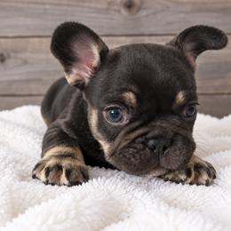 Vince - Tricolors male French Bulldog puppy in Warm Springs, Arkansas from State Line Dachshunds & Frenchies