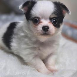 Rudy - Black and white male Chihuahua puppy in Plainfield, Indiana from Abby's Pampered Pooches