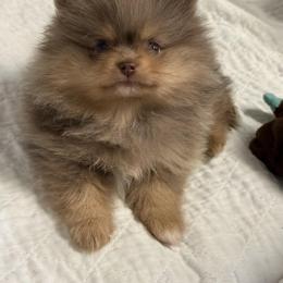 Rocco - Chocolate merle male Pomeranian puppy in Newport Beach, California from Exotic City Pomeranians and chihuahuas