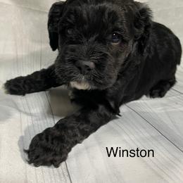 Winston - Black and white male Cockapoo puppy in Lebanon, Missouri from Cobbs Creek Canines