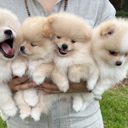 Pomeranians from Lola’s Poms