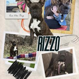 Rizzo - Brindle female Companion Cross puppy in Fisher, Minnesota from Wentzel Family Frenchtons